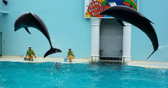 Los delfines son las estrellas en el Parque Acuario Suma (Kobe).