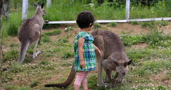 Un enfant se balade avec les kangourous