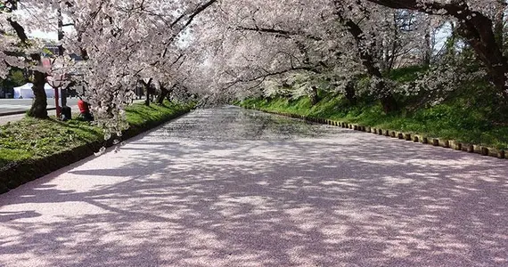 Tunnel de cerisiers en fleurs